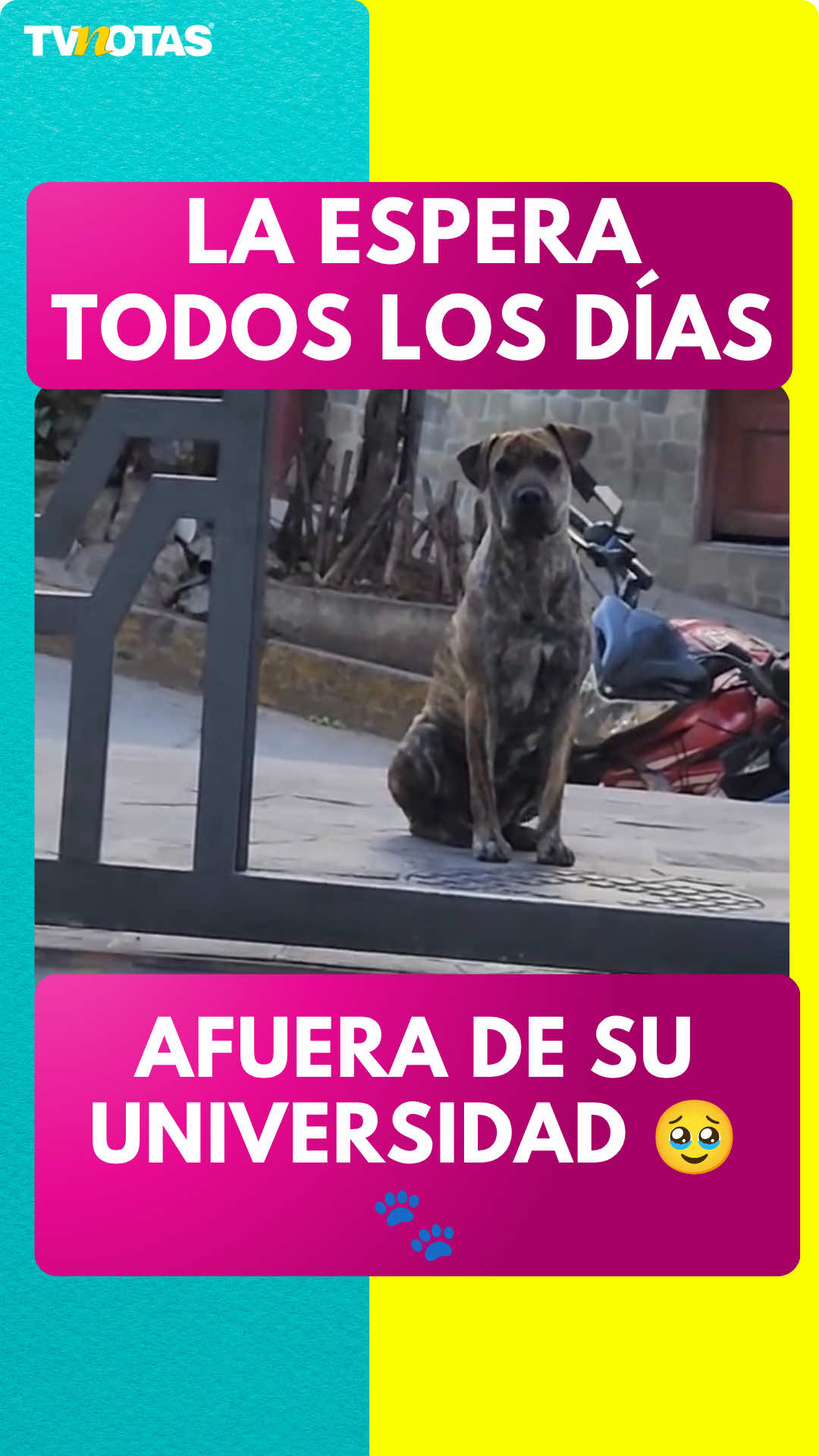 @Revista TVNotas