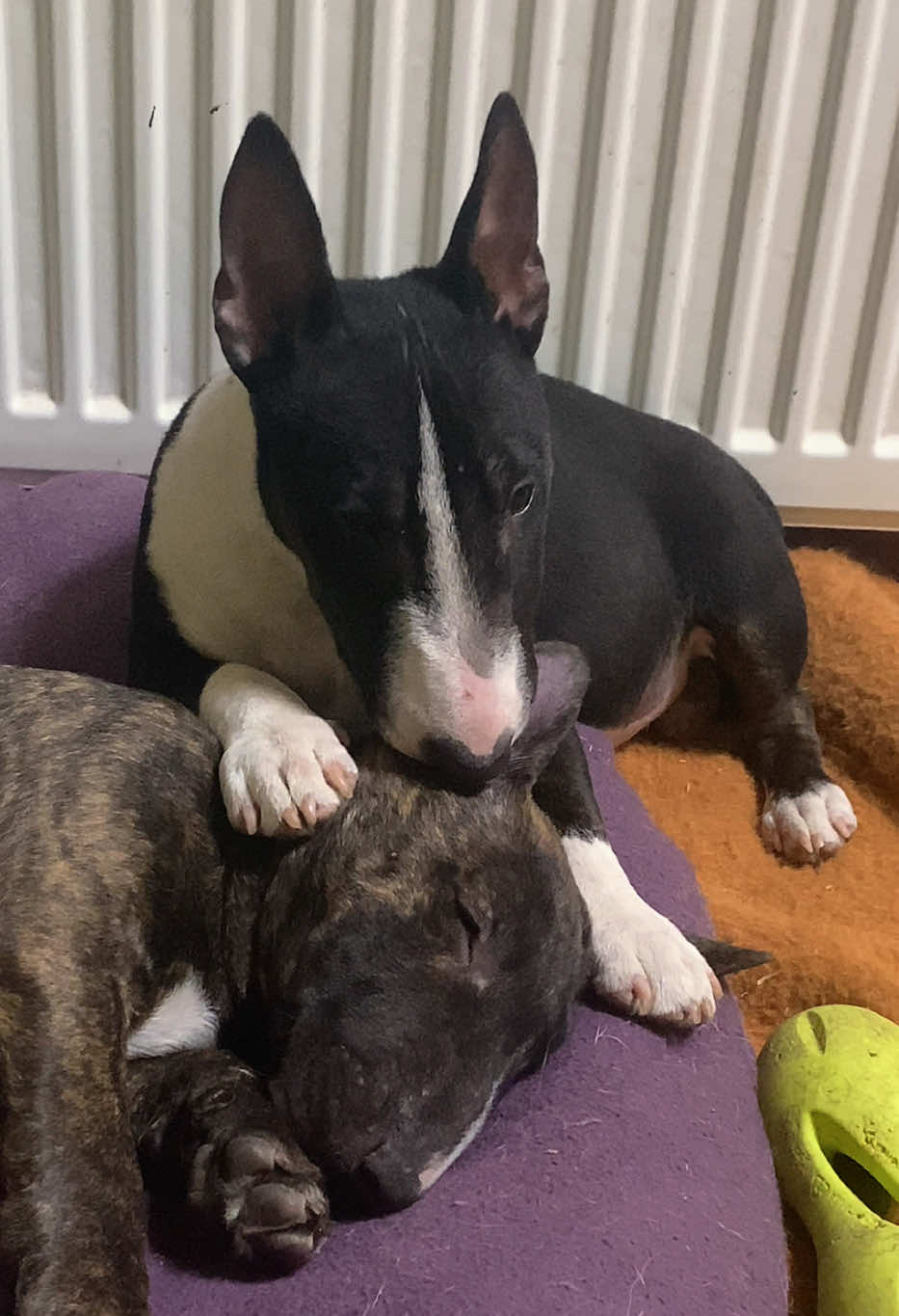 @Terra_Viva_minibullterrier