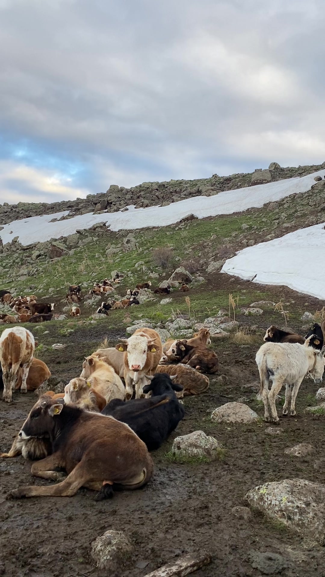 @doğukan