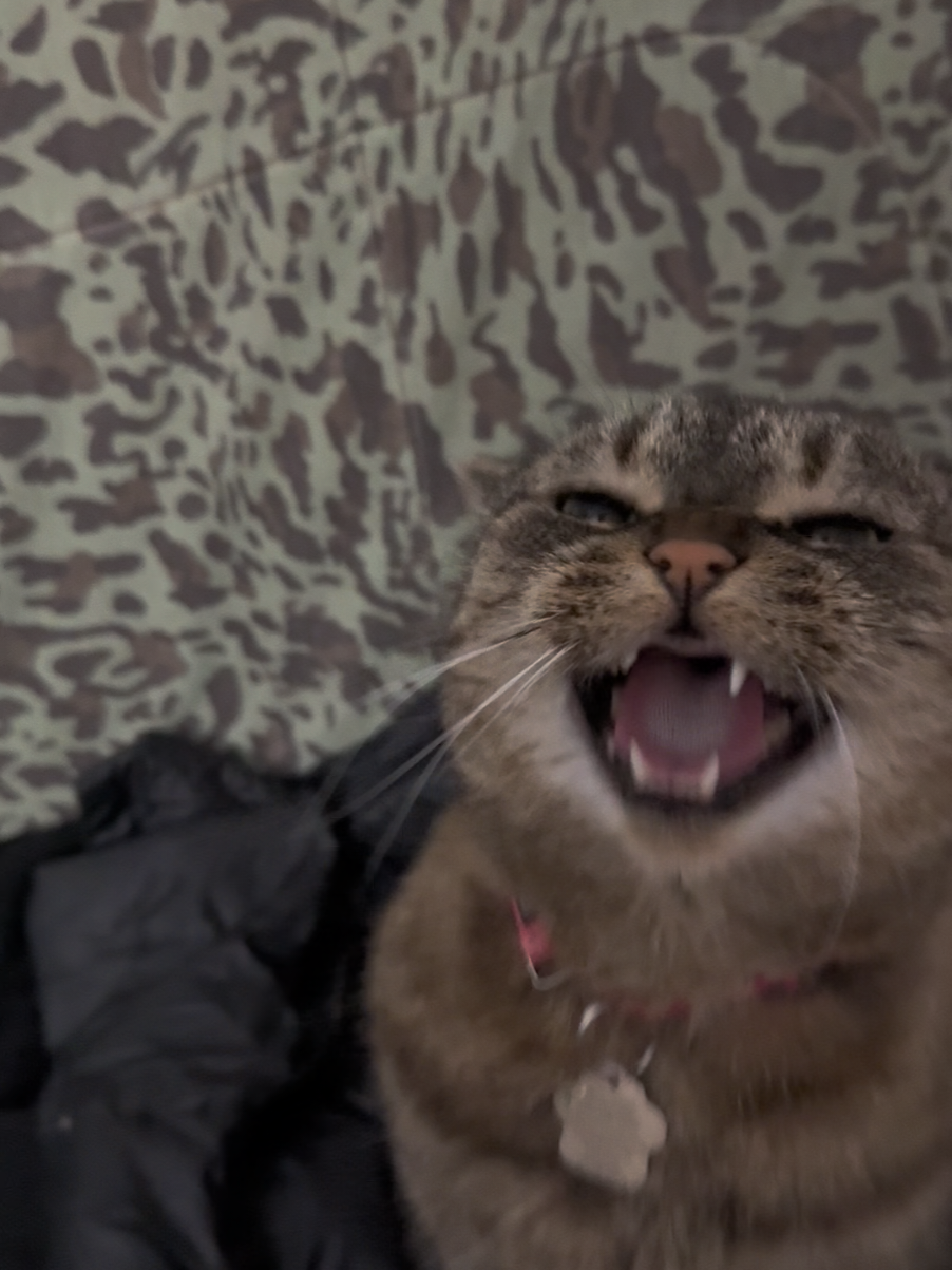 @Bellarda the cat