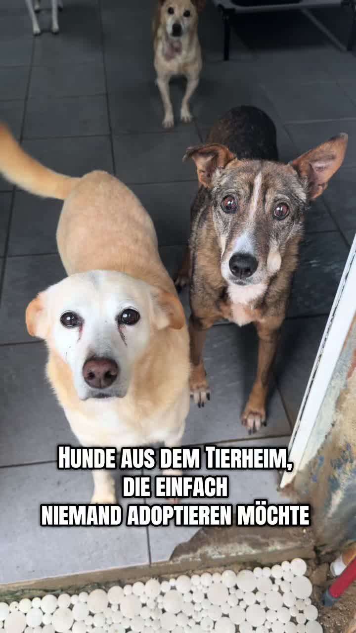 @mother of dogs