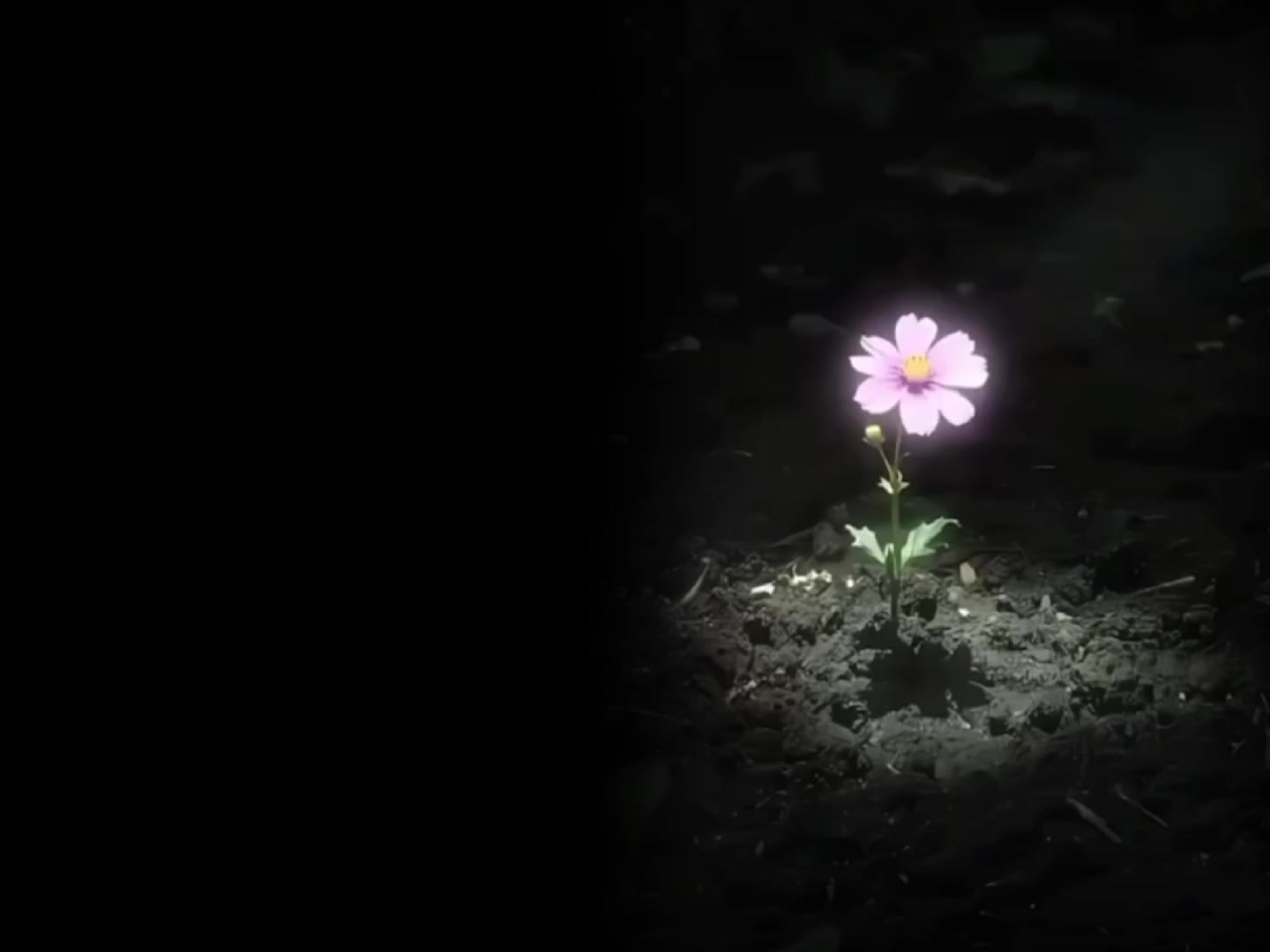 @𓆩♬𝙔𝙤𝙪𝙧 𝙈𝙪𝙨𝙞𝙘♬𓆪
