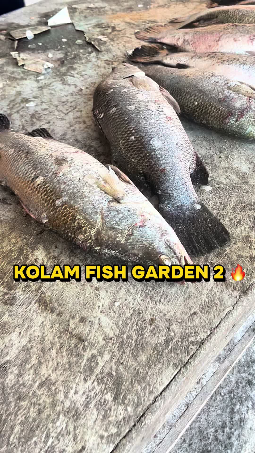 @M Z Reel 🎣