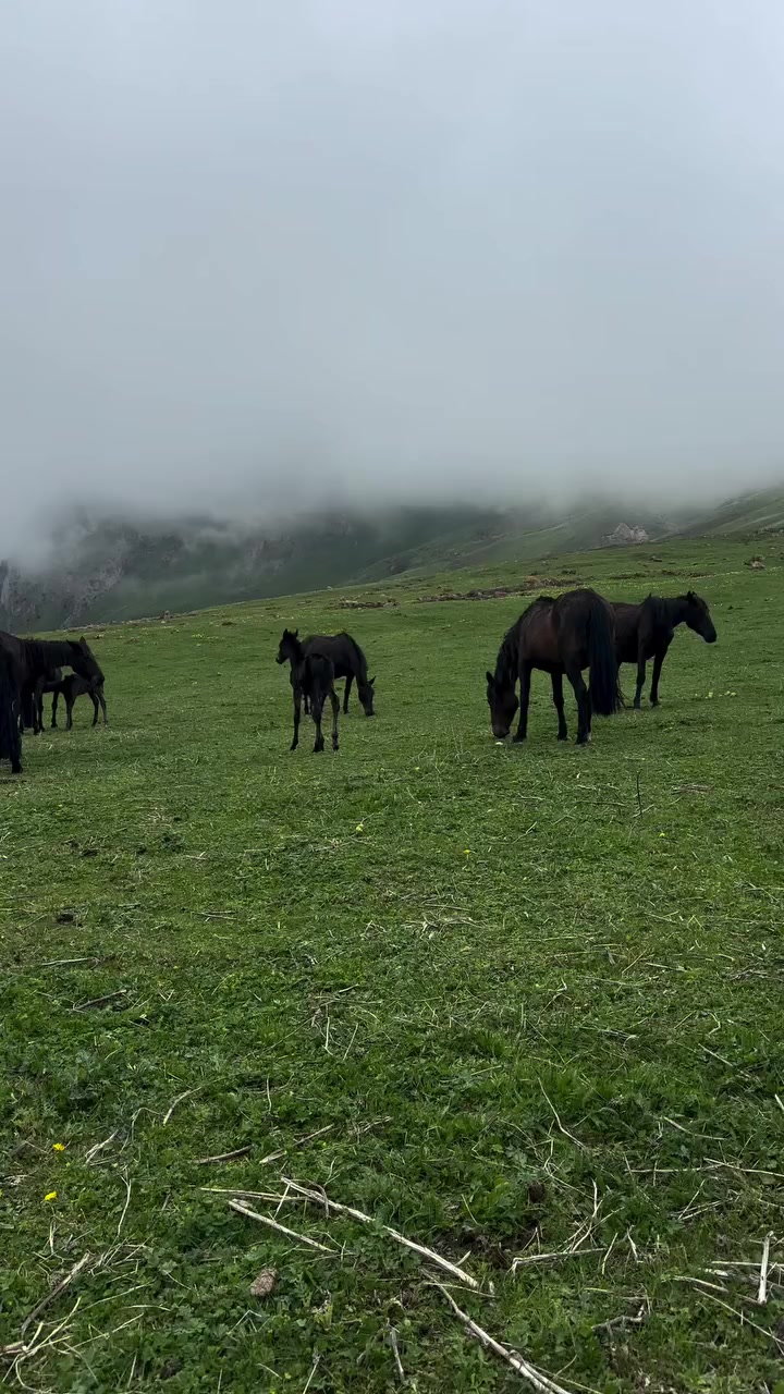 @Վաչե Գևորգյան