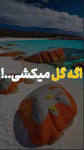 @shuaib mohammadi