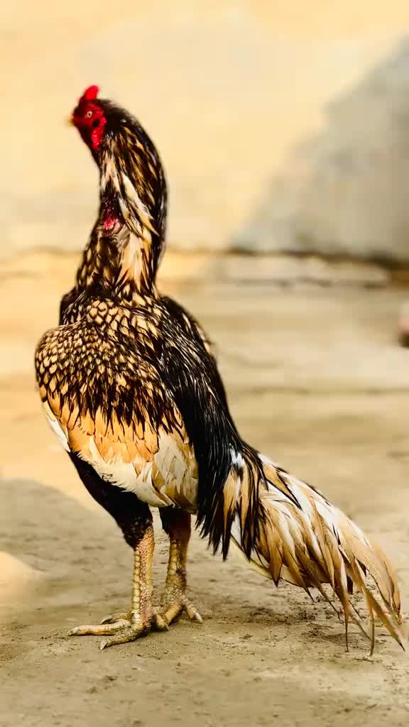 @🐓 ASEEL SHOK 🐓