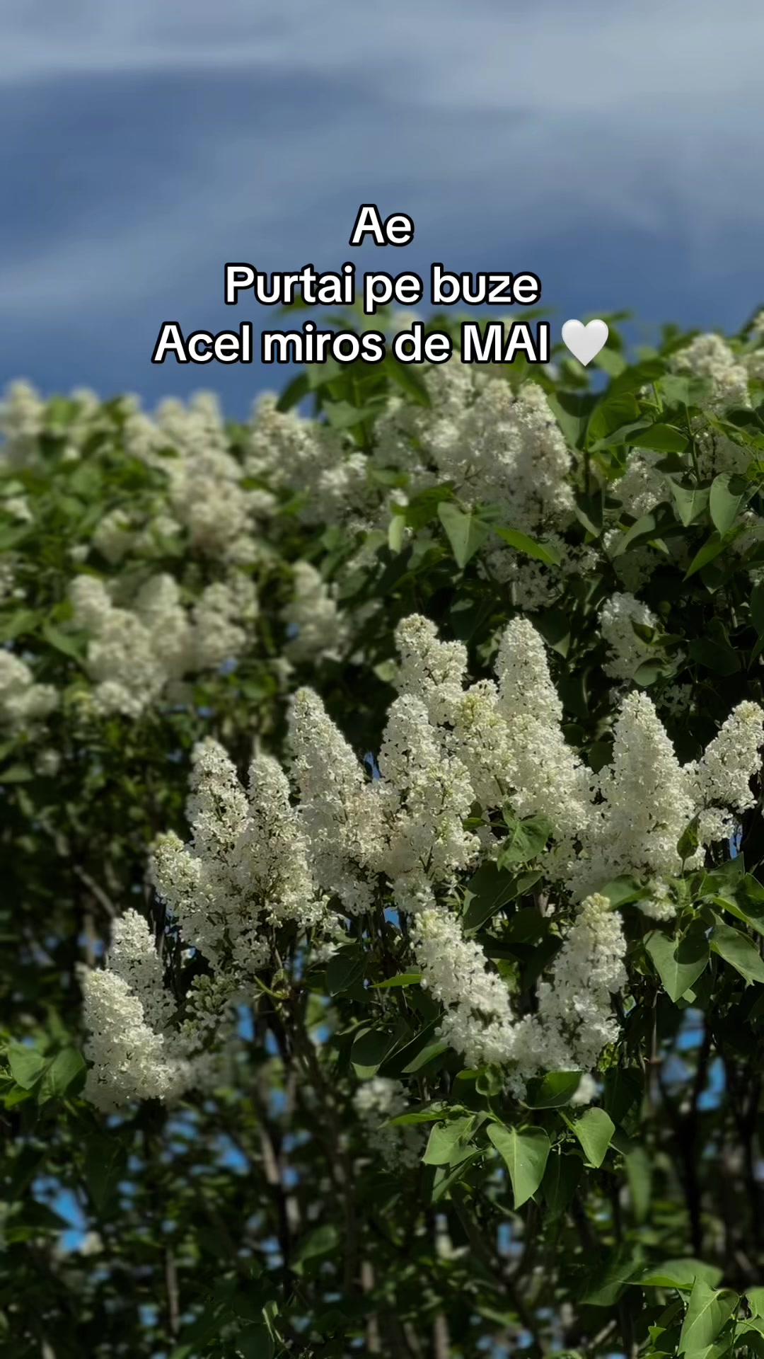 @Mihaela Rotari