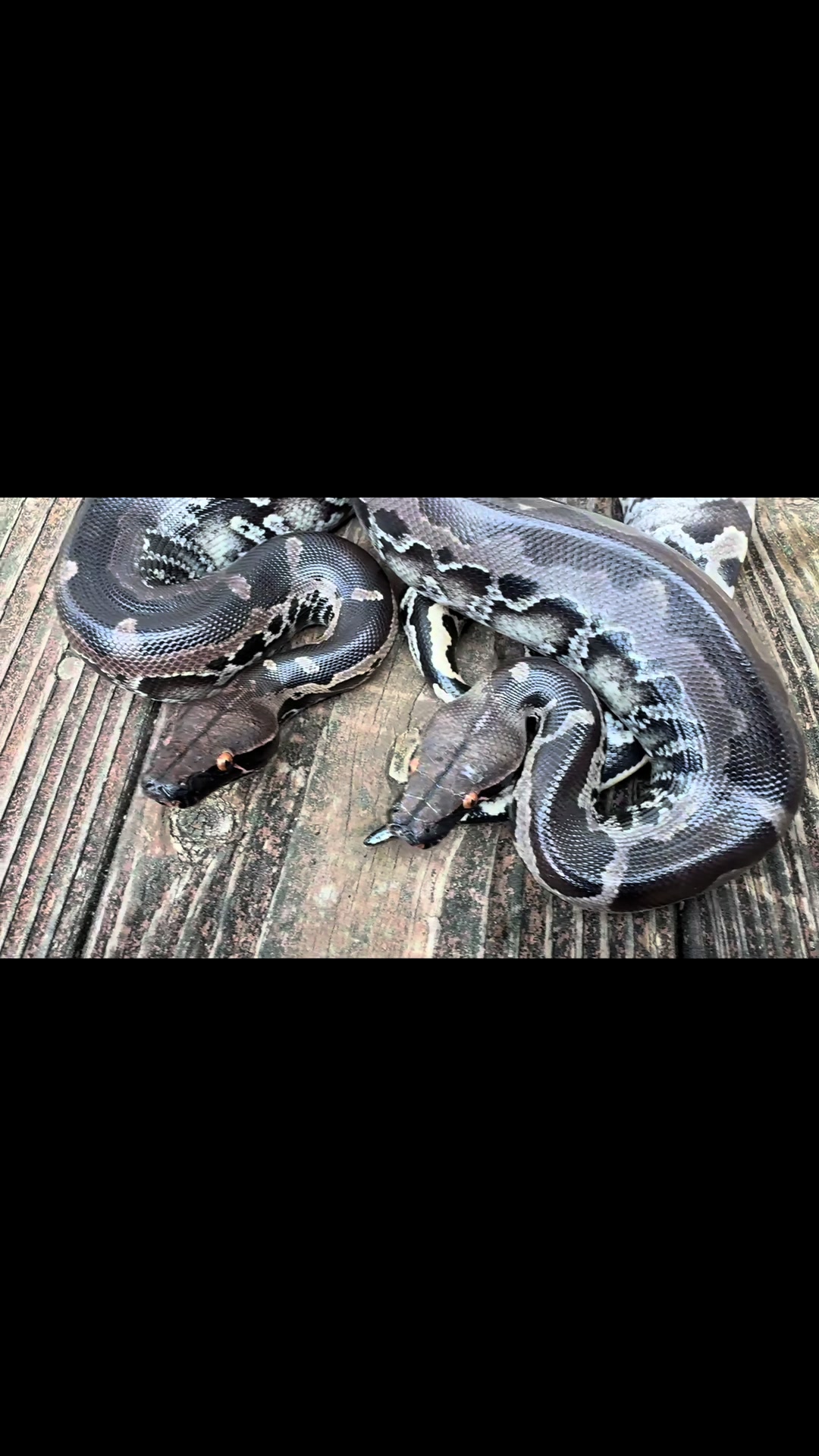 @Short-Tailed Pythons, LLC