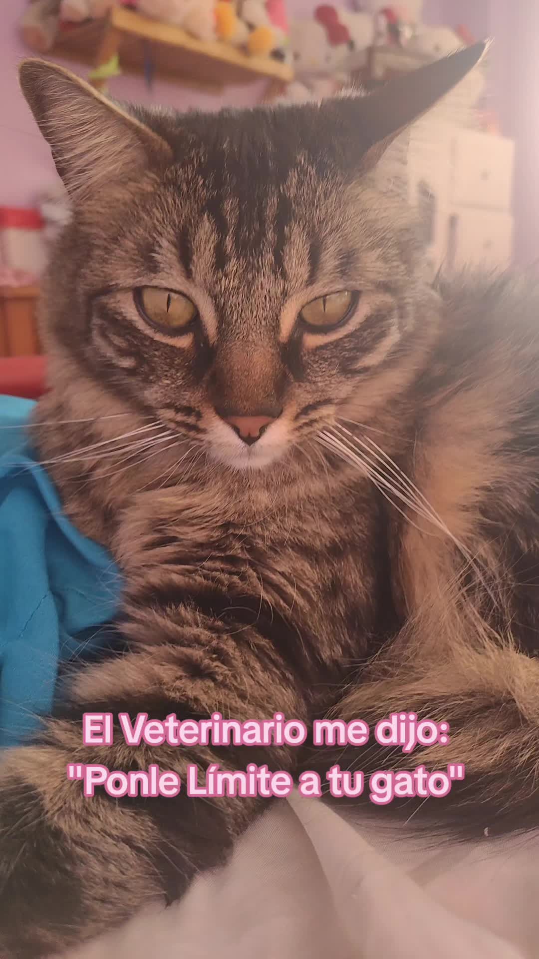 @😻 Estela 😻