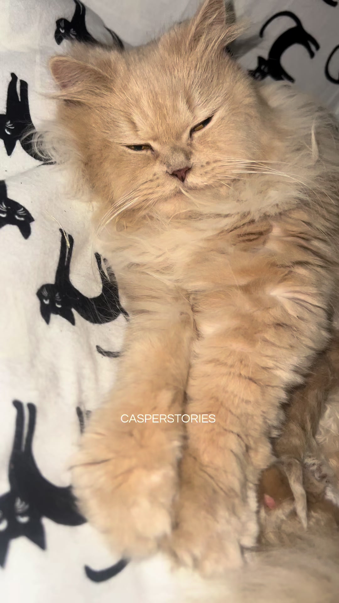 @𝑪𝒂𝒔𝒑𝒆𝒓 & 𝑴𝒊𝒏𝒏𝒊𝒆 🐾
