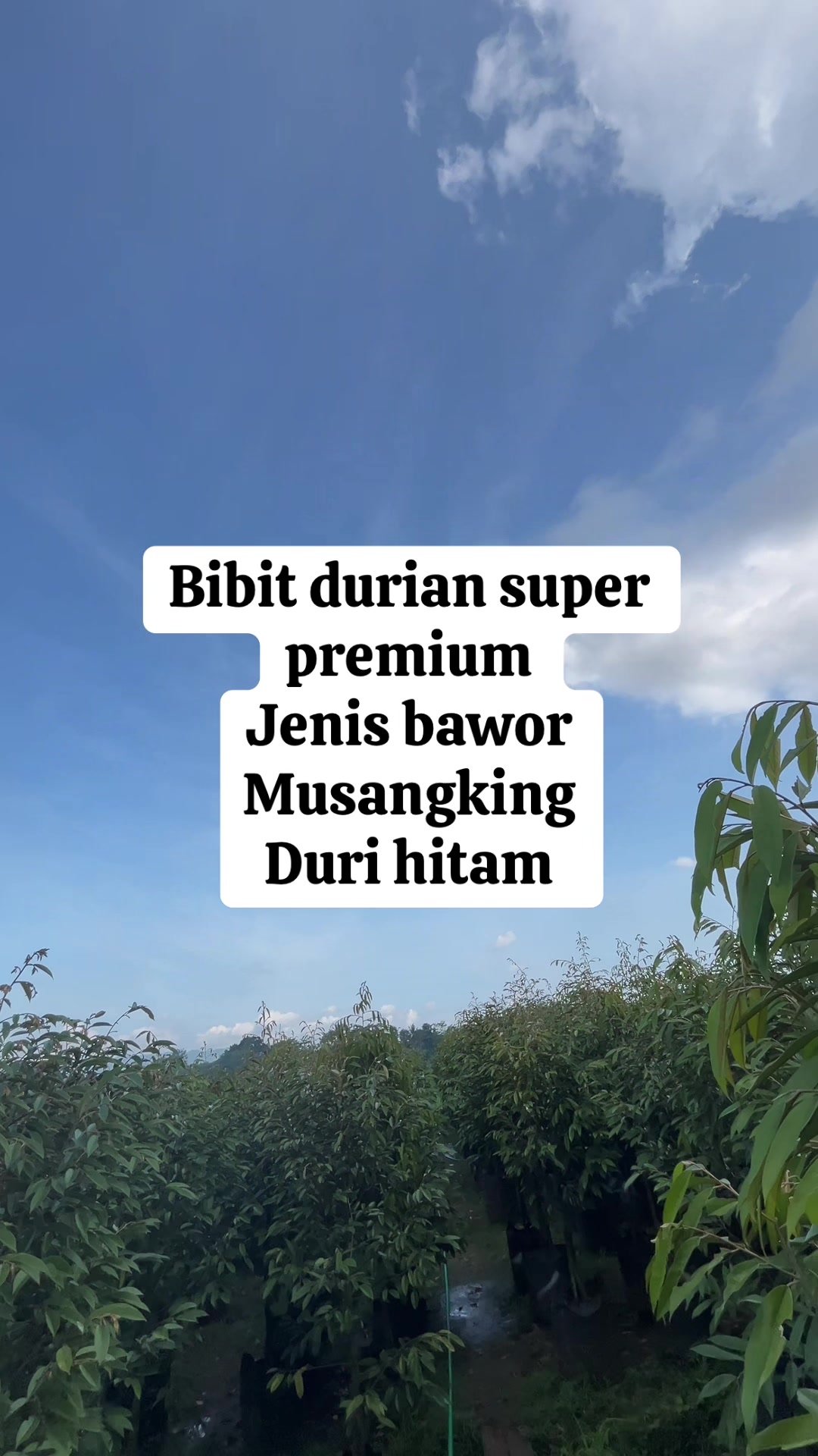 @RATU BIBIT