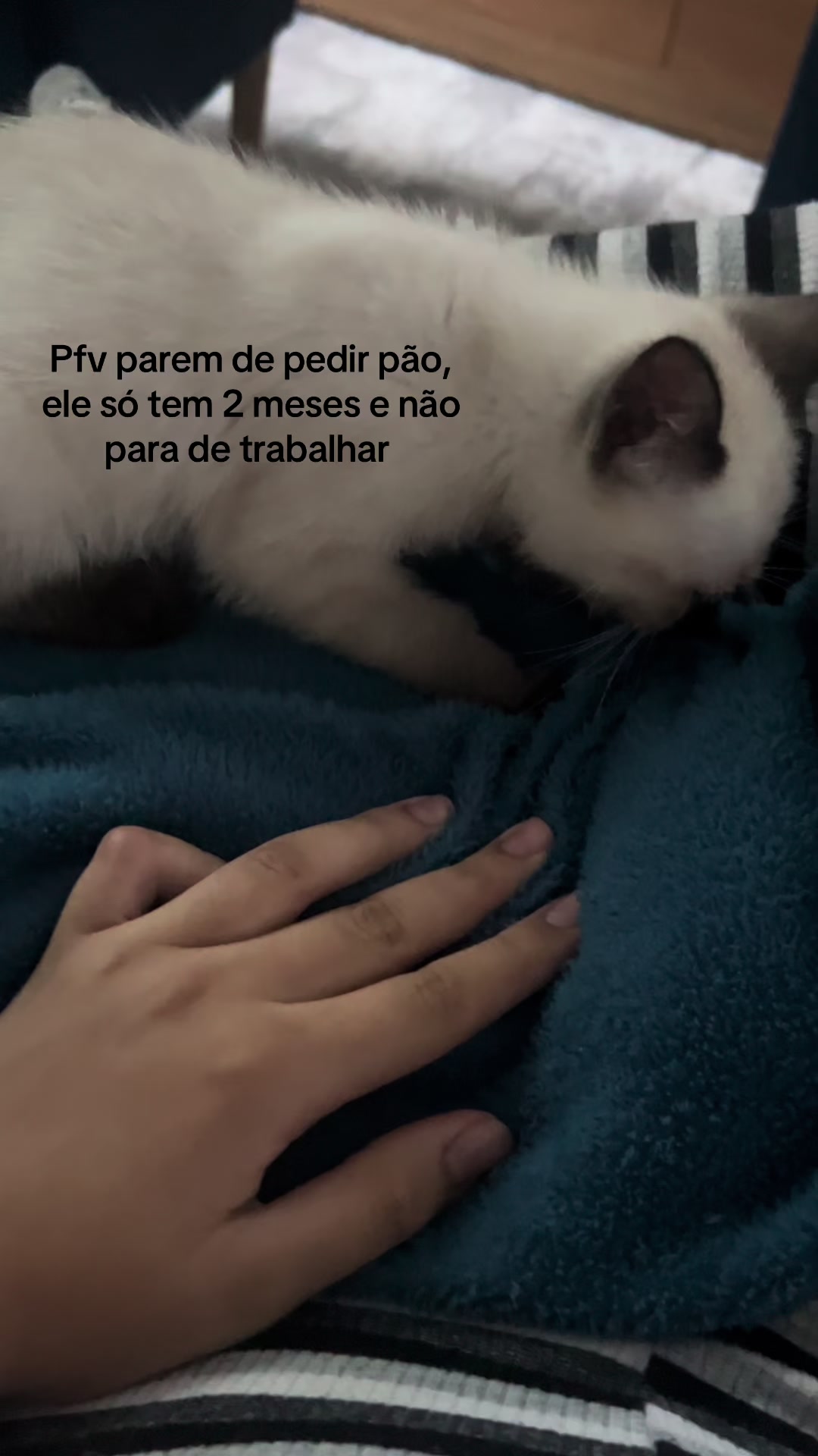 @Dobelin 🇧🇷