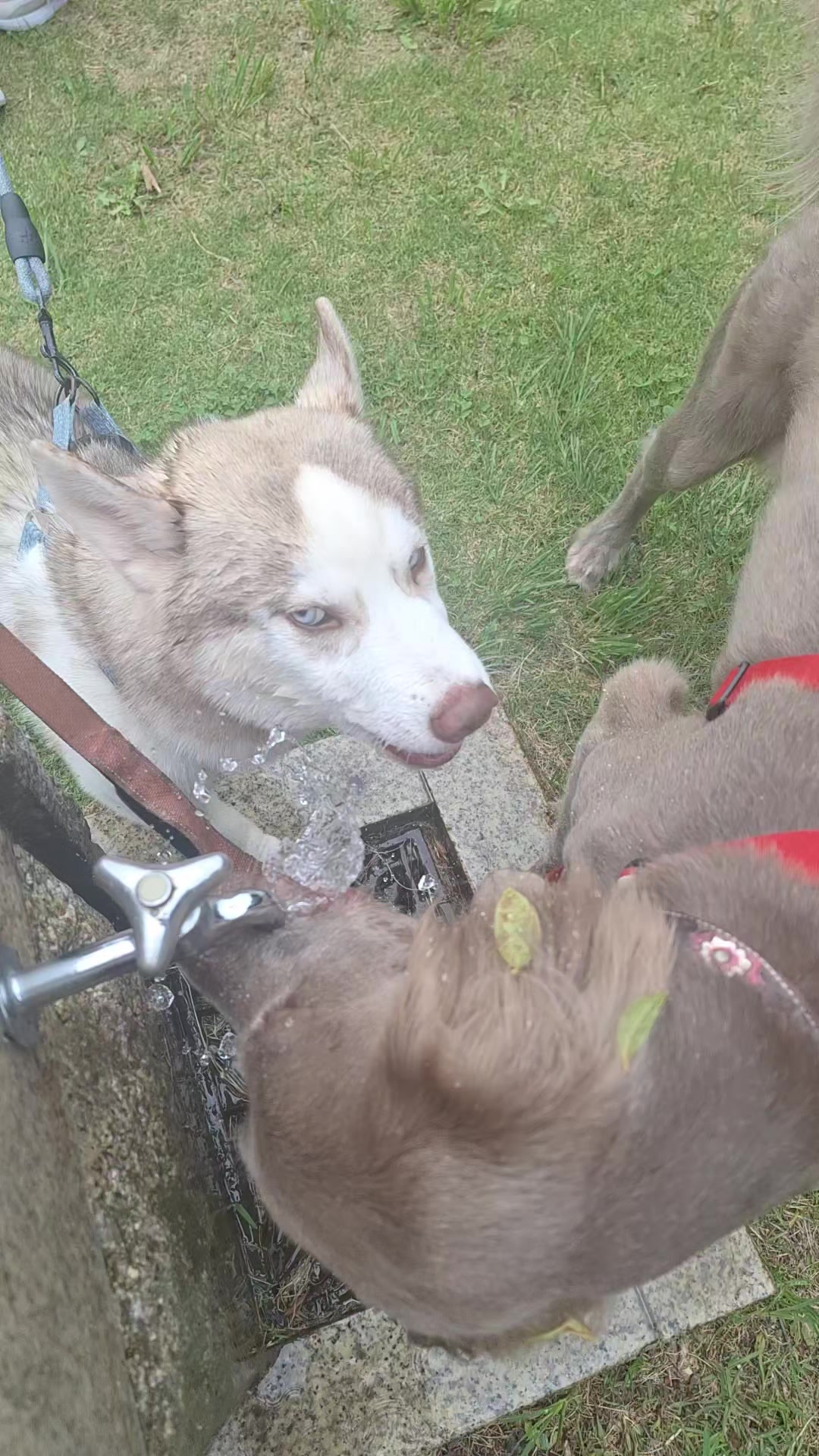 @大型犬3頭&小型老犬4頭多頭飼いの生活