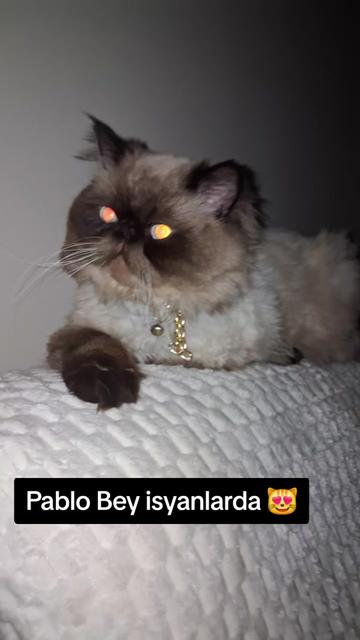 @🇹🇷😻PABLO🇹🇷😻