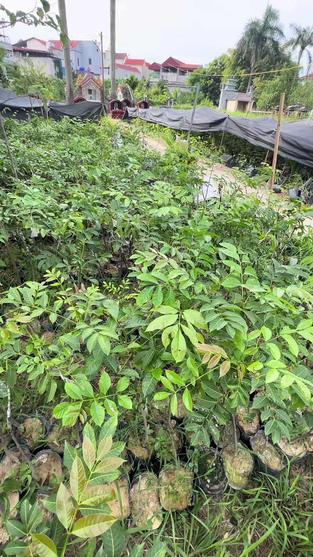 @Nhà Vườn Vũ Mai
