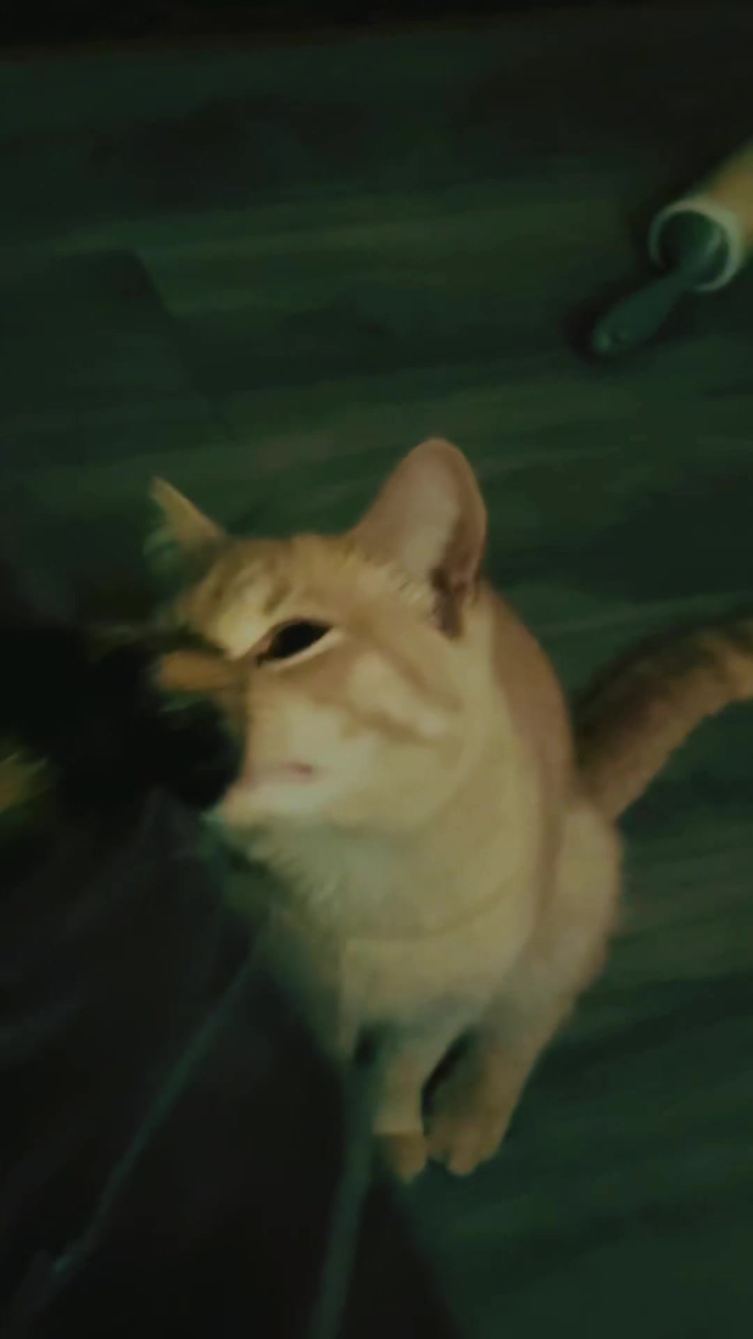 @pantherthecat_28