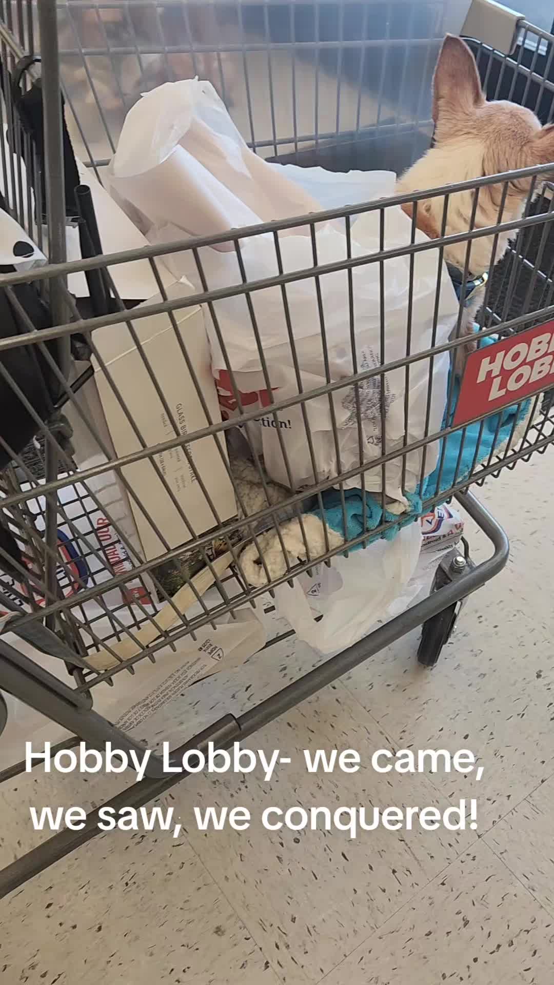 @willie_the_grumpydog