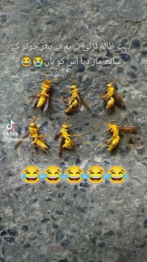 @🫀رانا ولید جوڑے والا💪🔥
