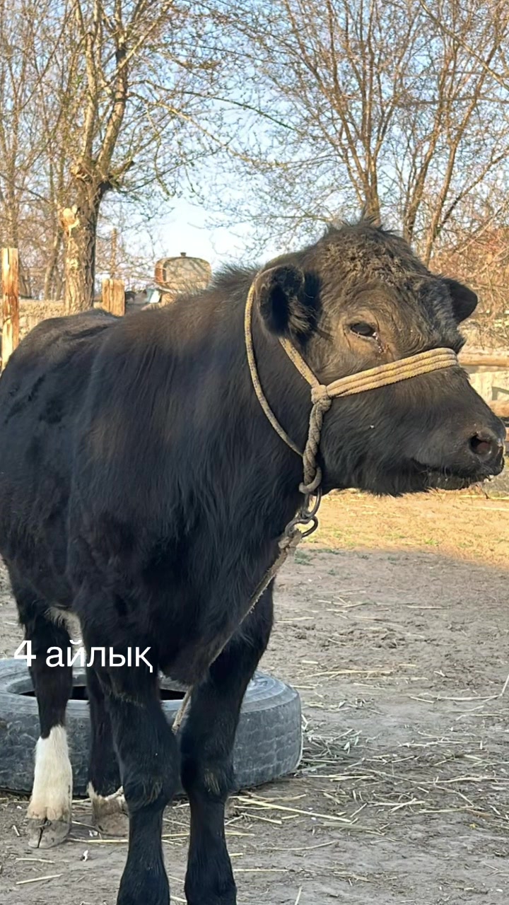 @Ersultan