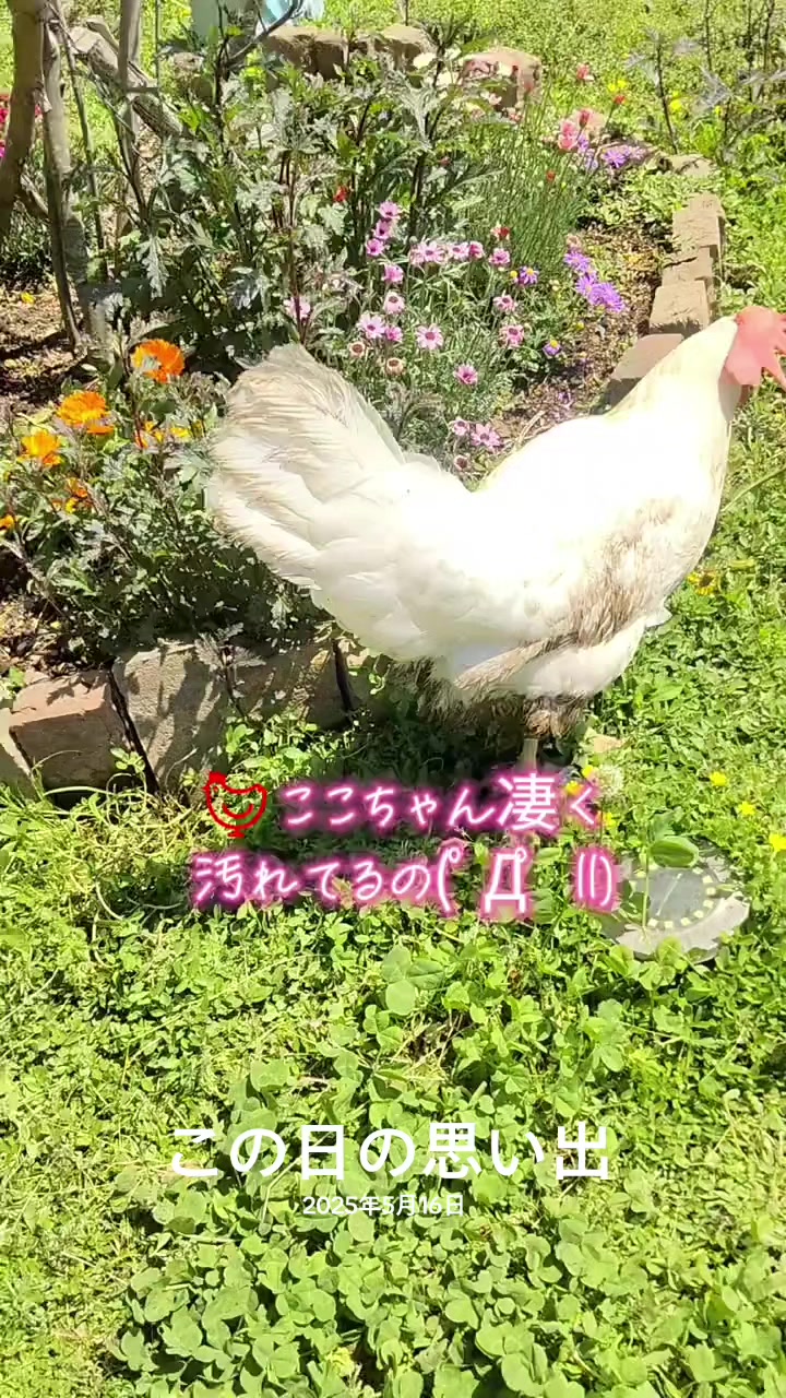 @ANIMAL♡M