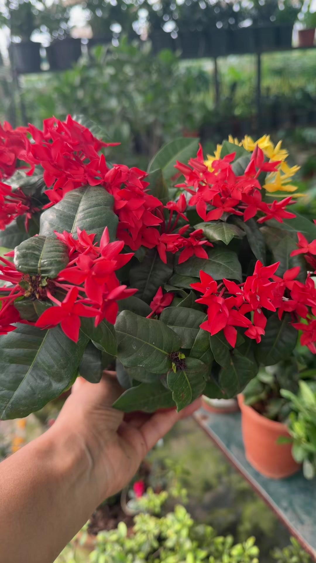 @Uday Garden Centre