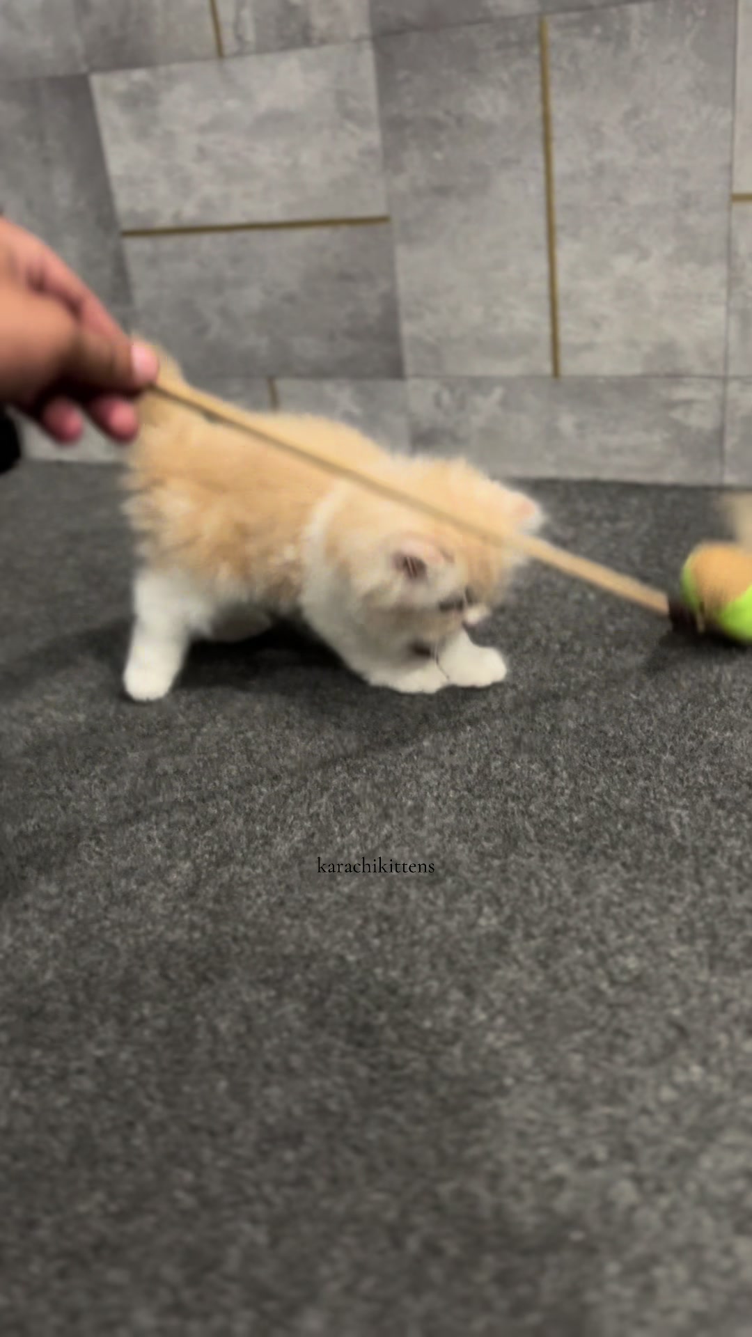 @karachikittens