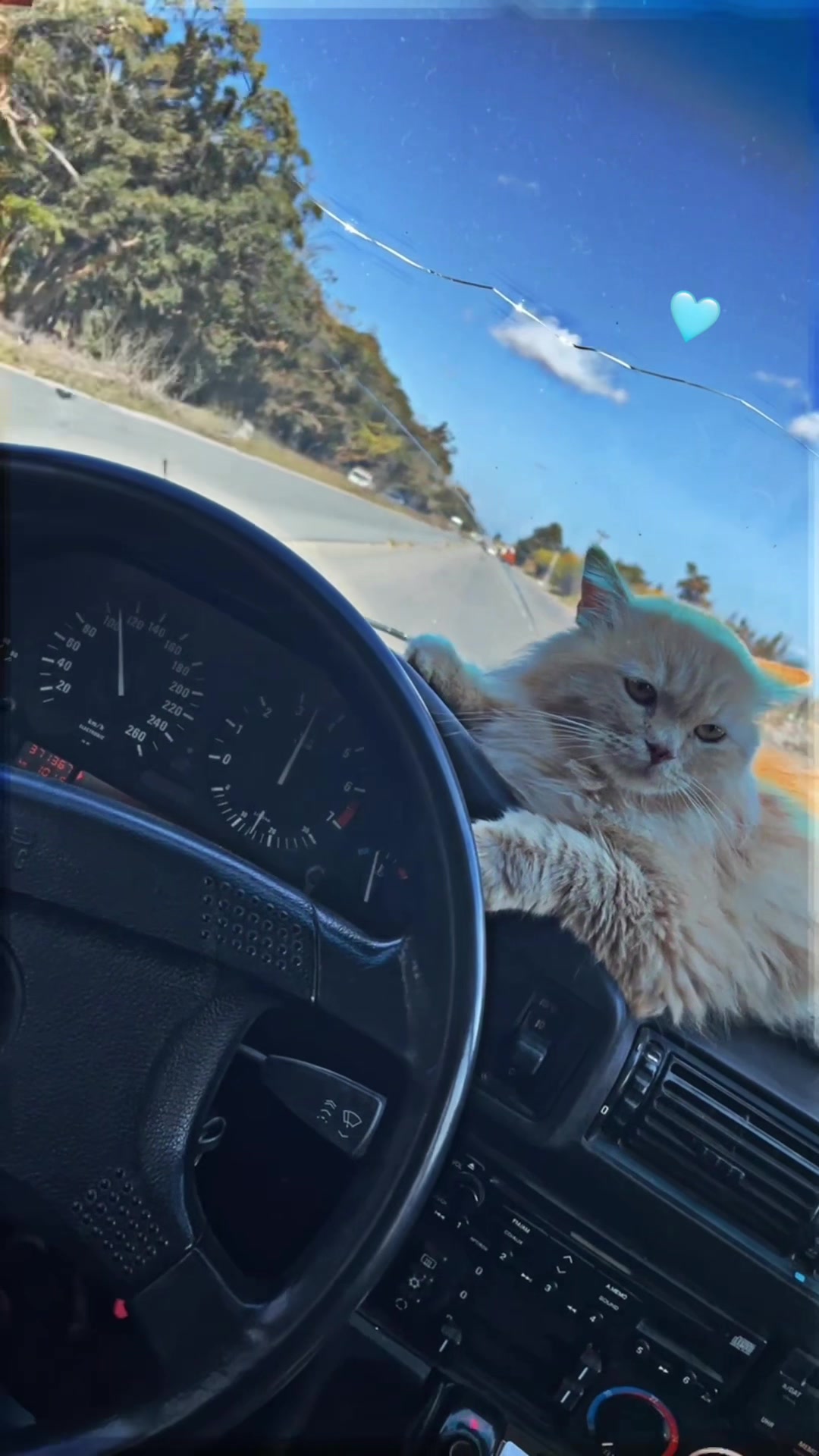 @بيلي بـانڪـــو جـذع🛠🦅