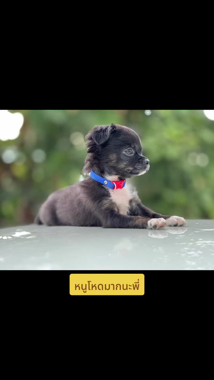 @ก้อง กะล่อนเองงับ