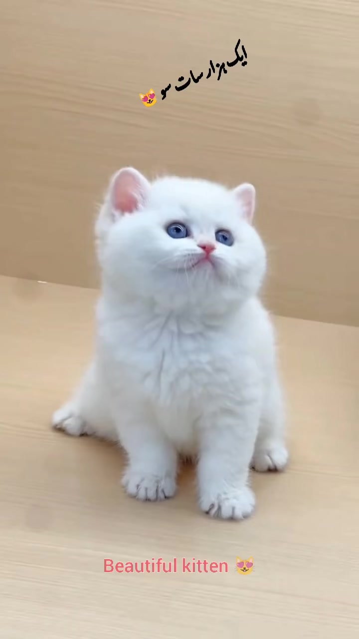 @flower.pet.2