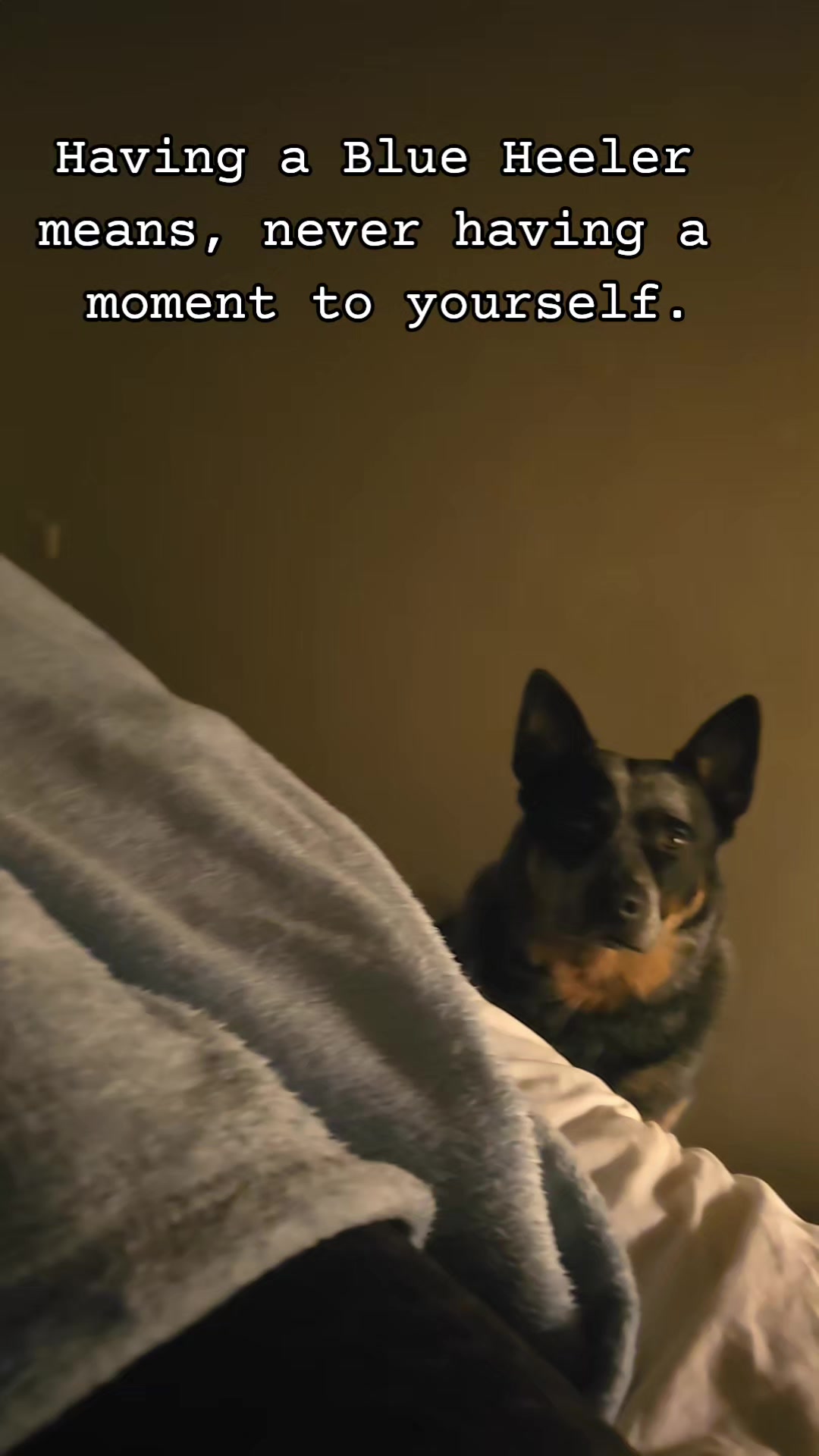 @🐎🐕CHLOE🐕🐎