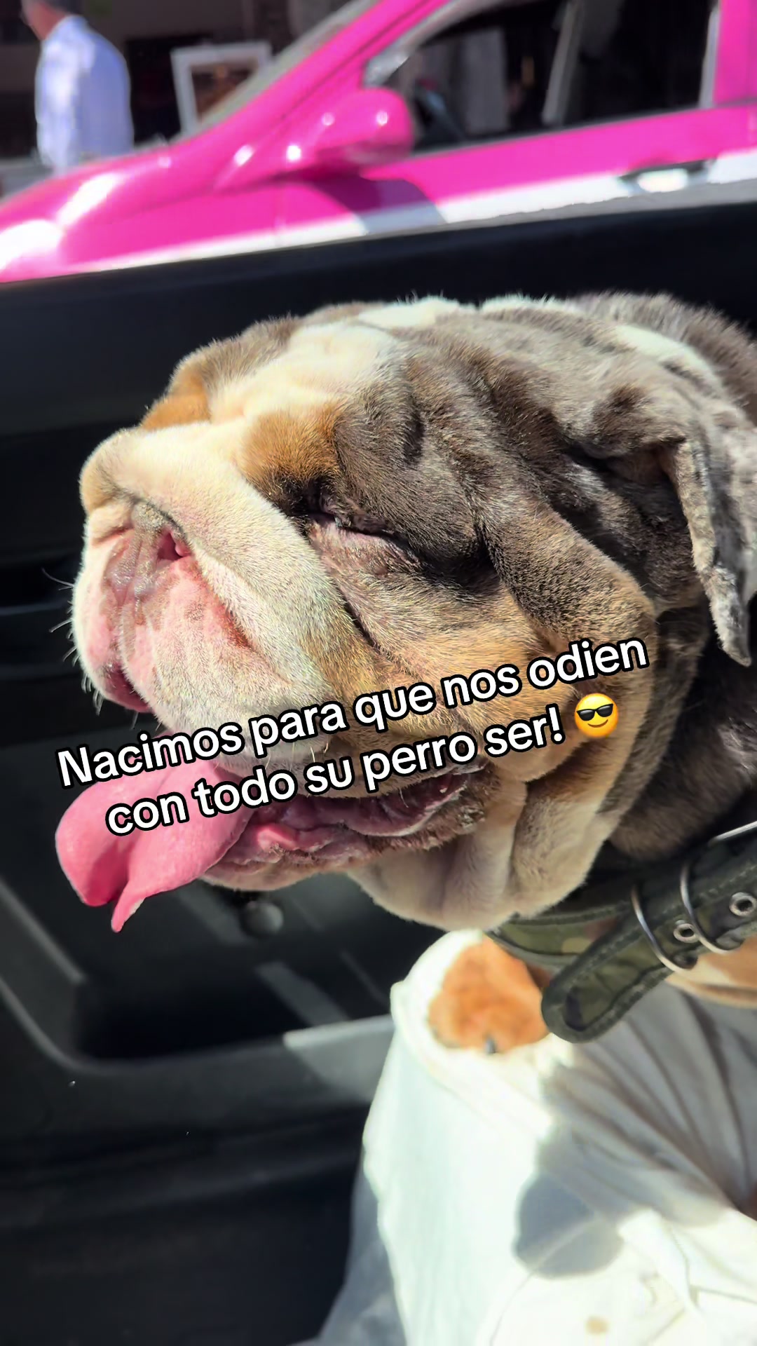 @Destroyers Bulldogs