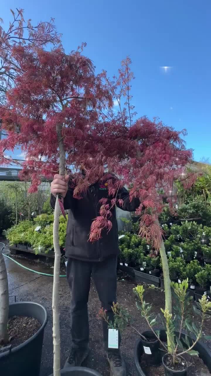 @Hello Hello Plants Nursery