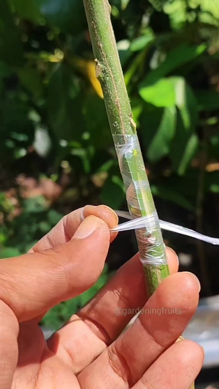 @GardeningFruits