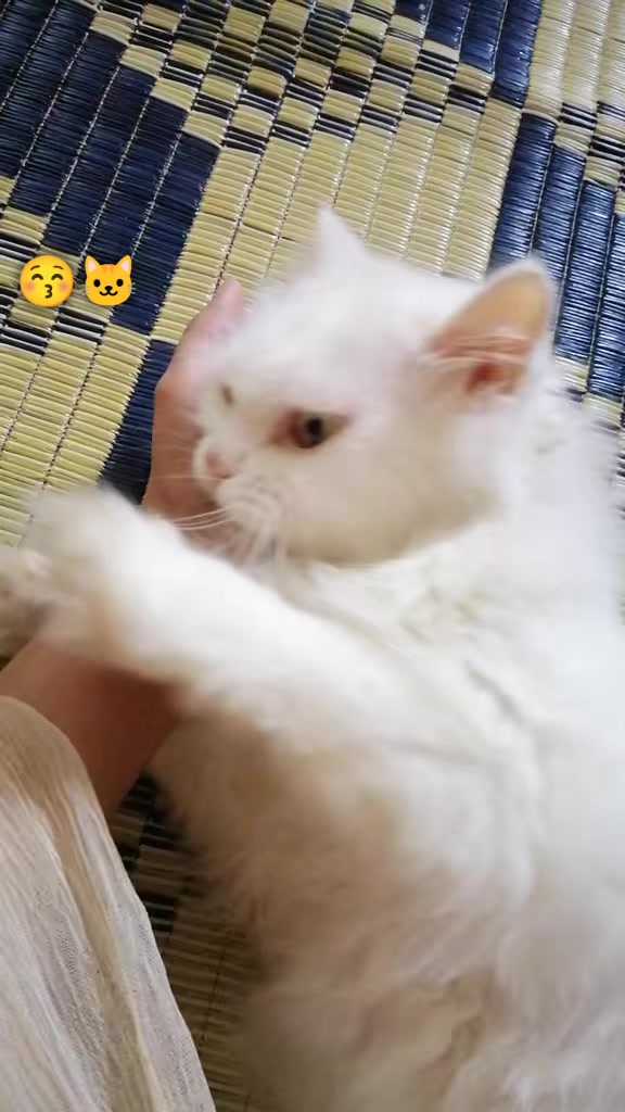 @⊱ 𝐐𝐔𝐄𝐄𝐍 ⊰