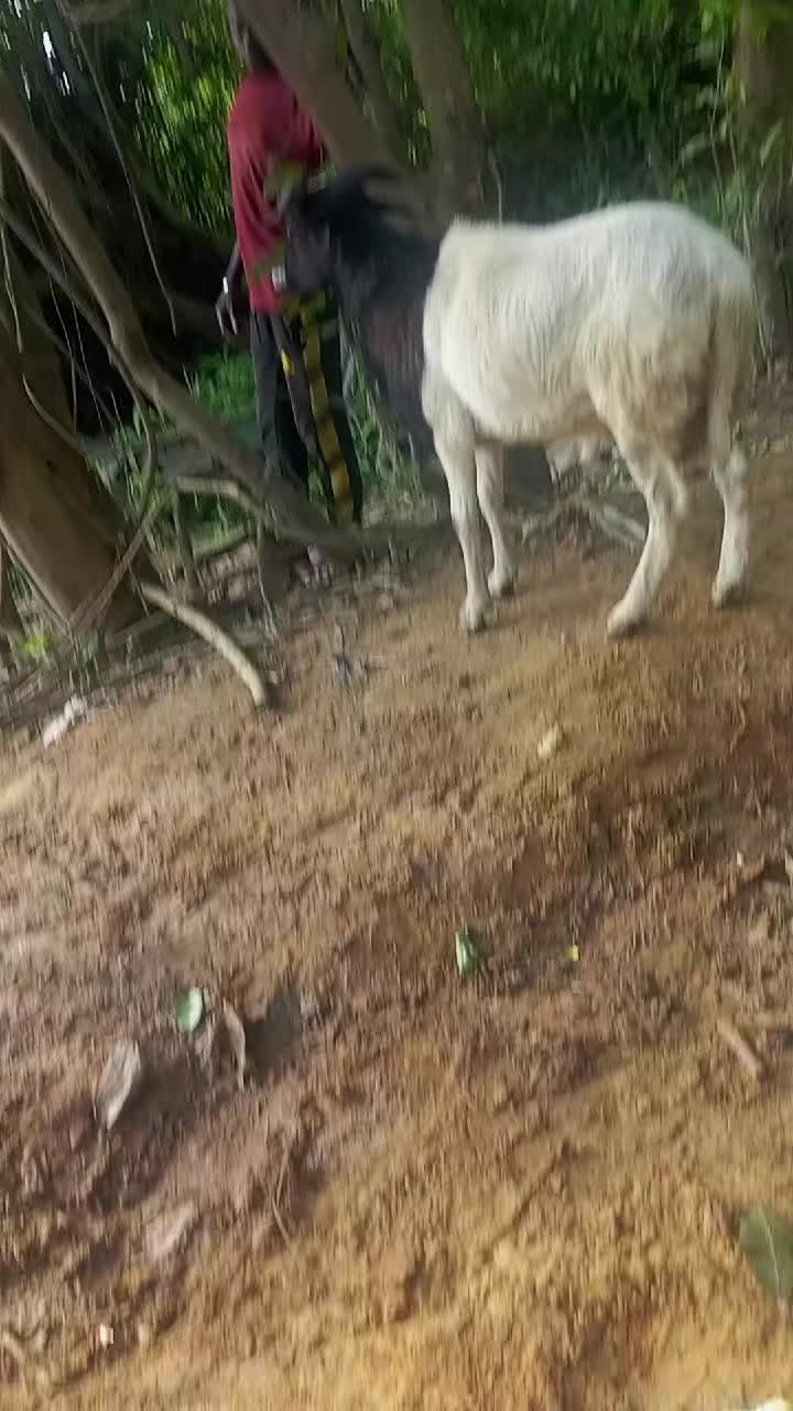 @Sangaré Moussa