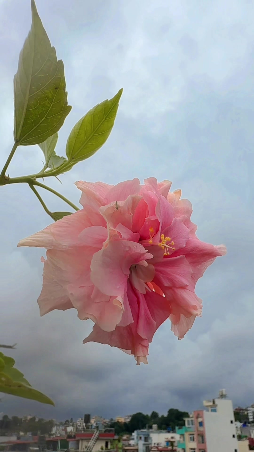 @भुमिका राई❤️❤️