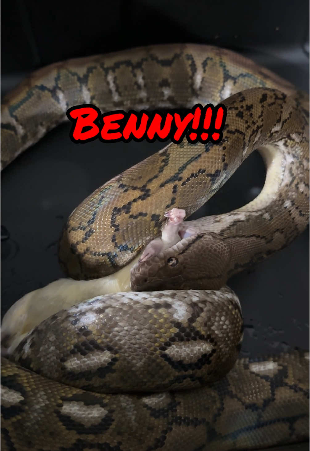 @Jax’s Reptiles!
