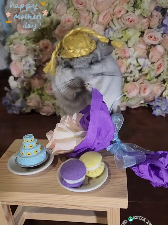 @Kuzco the Chinchilla