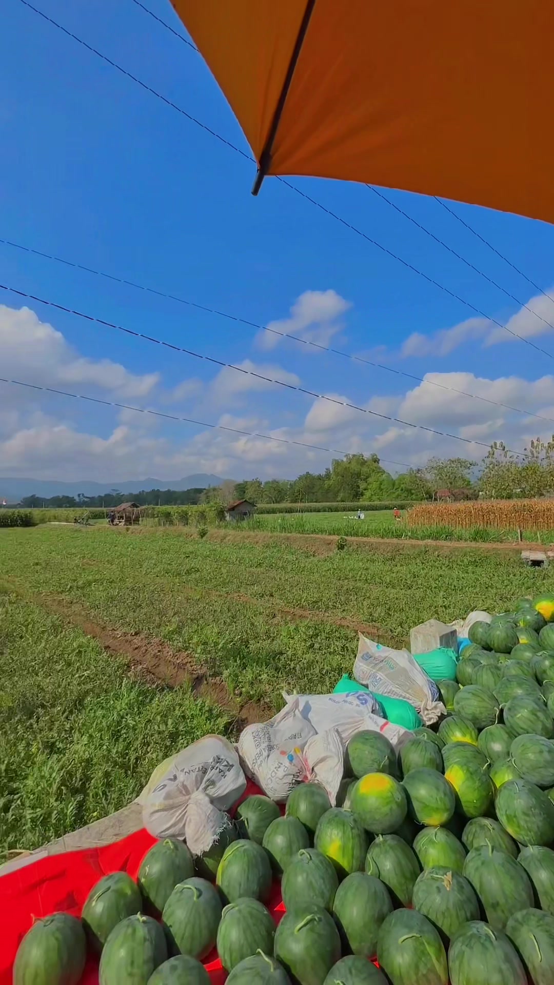 @Laras Buah