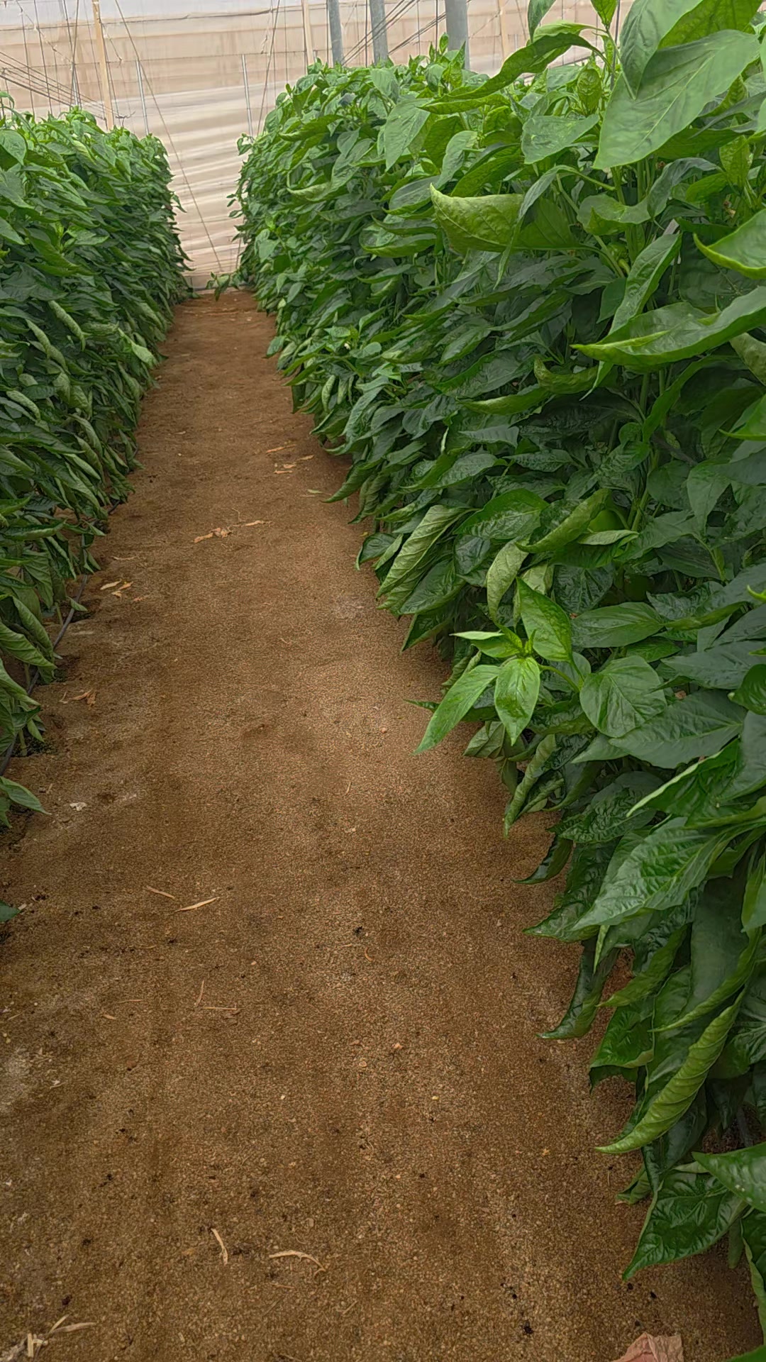 @El Extensionista del Agro