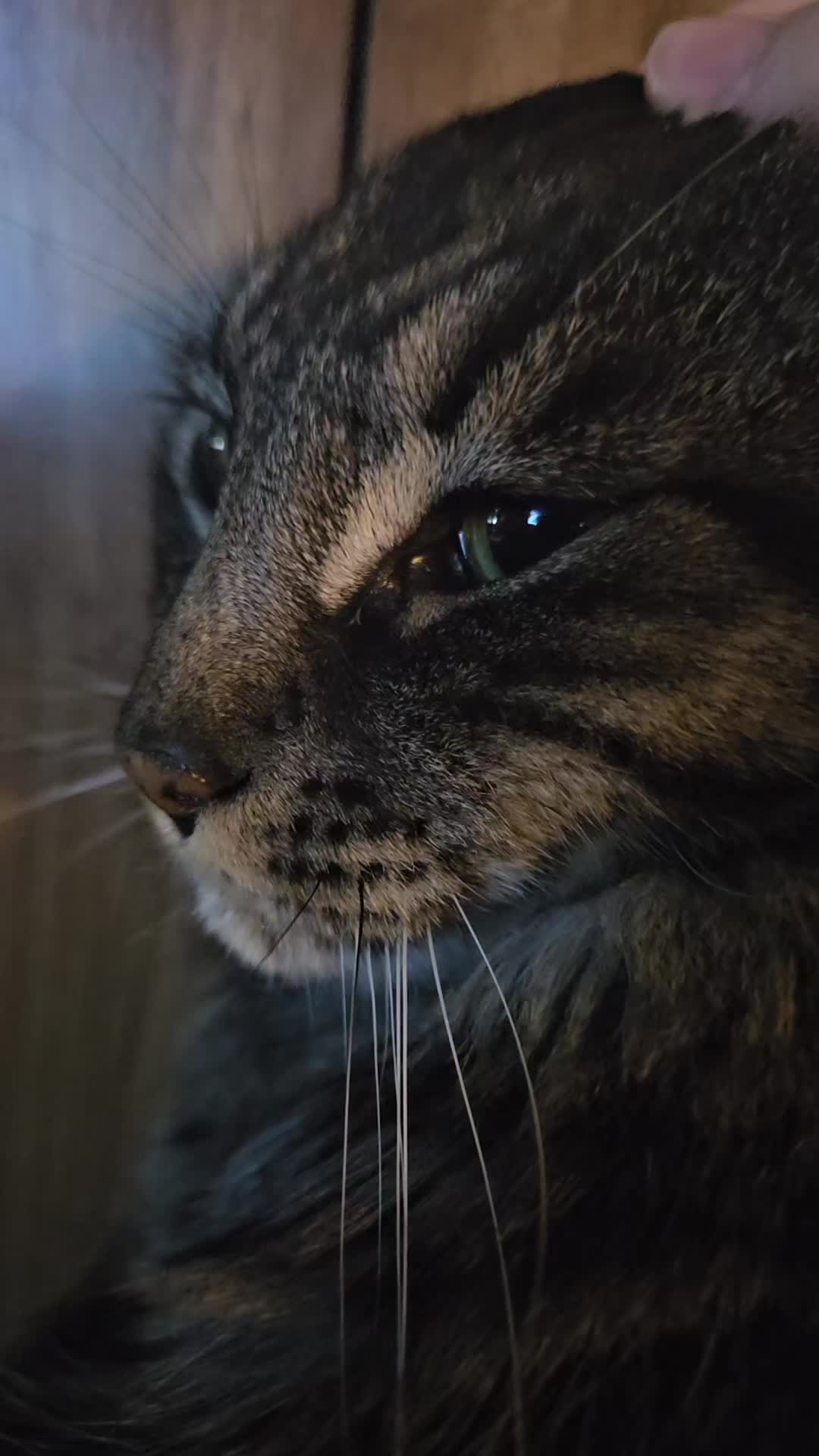 @kitty