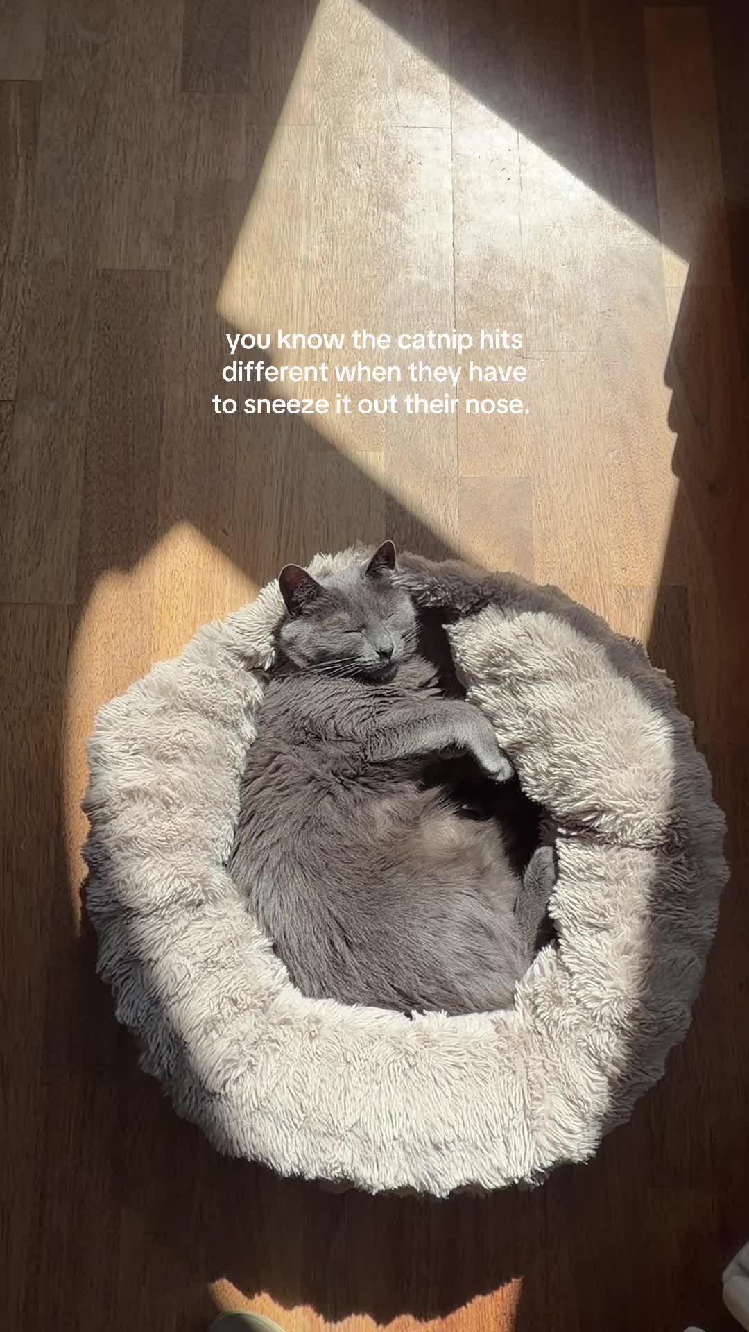 @Flowercat 🌸
