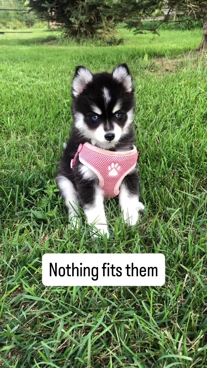 @Ontario Pomsky Puppies