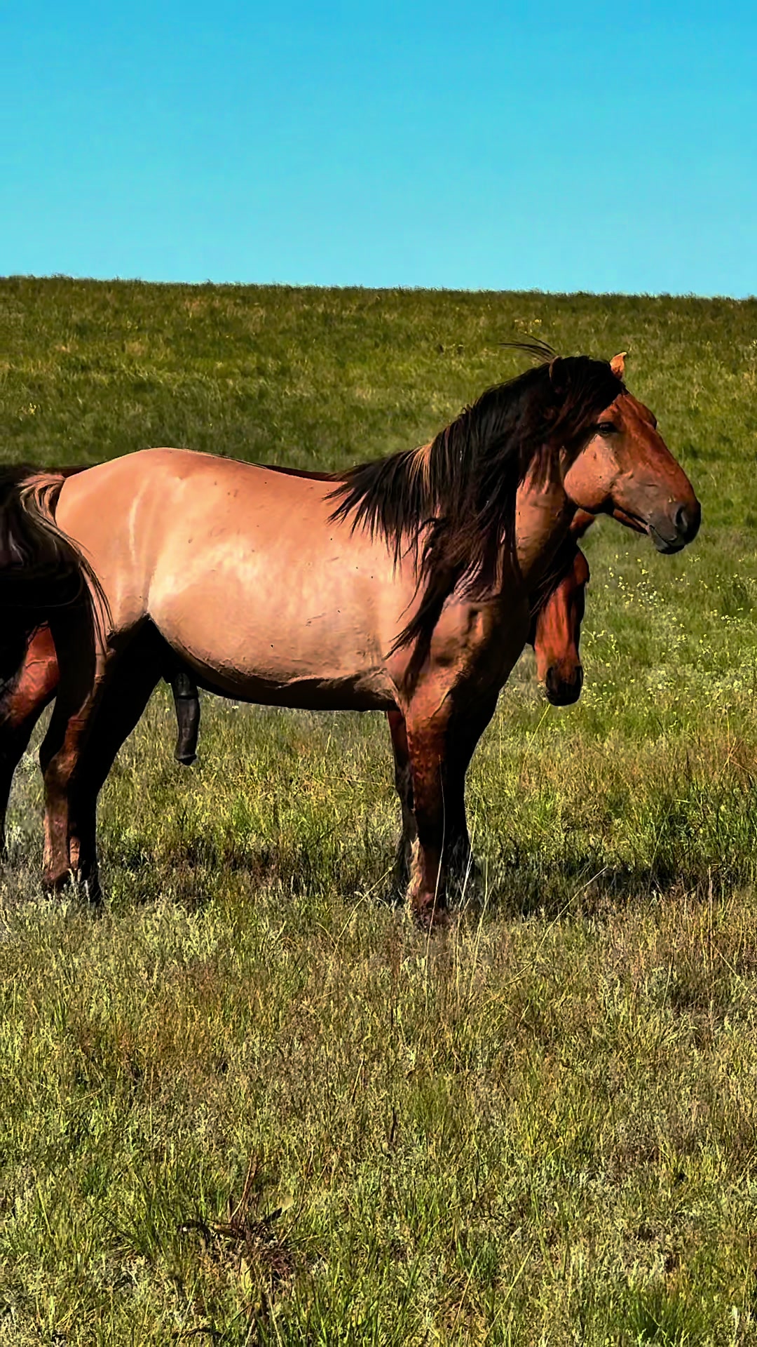 @KH KAZ_ULAN🐴