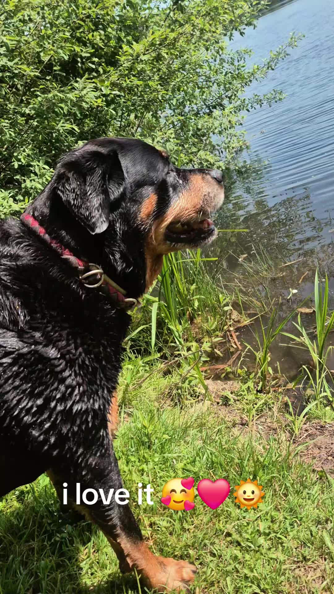 @Rottweilerlove❤️