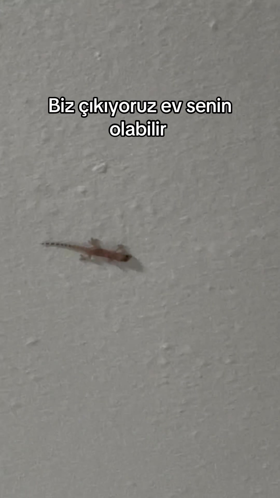 @Beyza