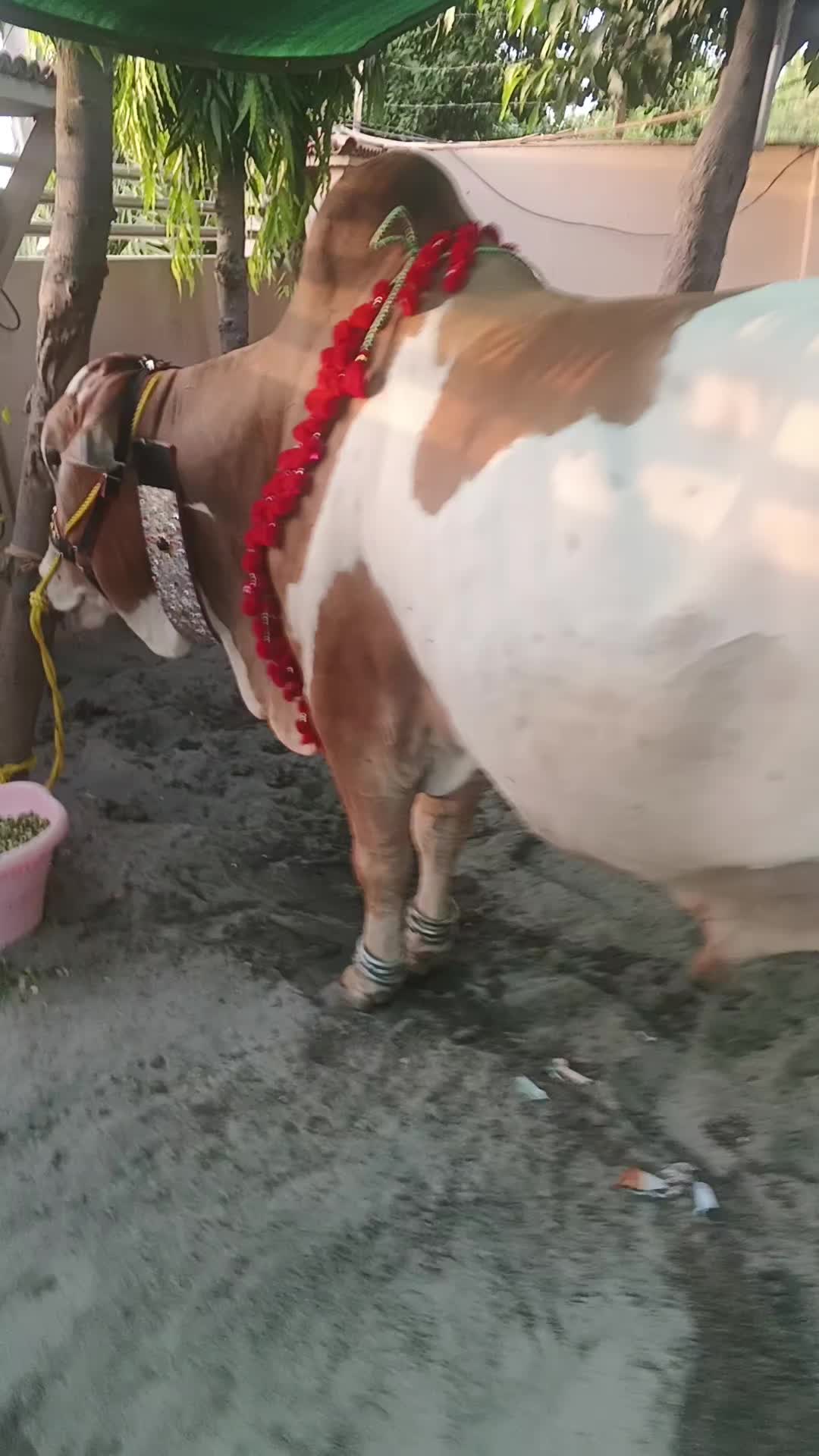 @muhammadshafiqe508