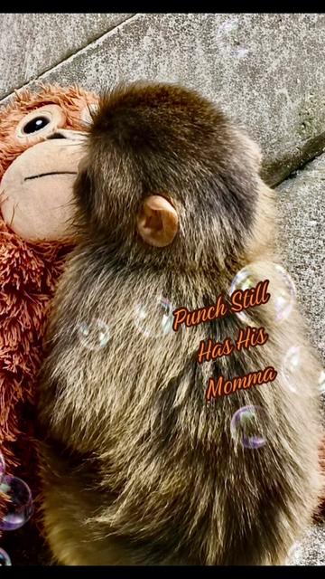 @𝓢𝓷𝓲𝓬𝓴𝓼 🐒