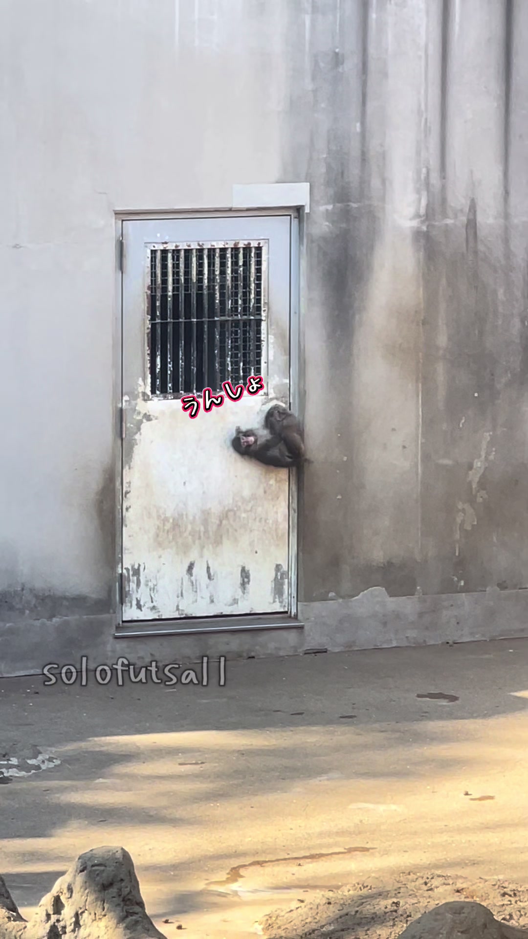@solofutsaller