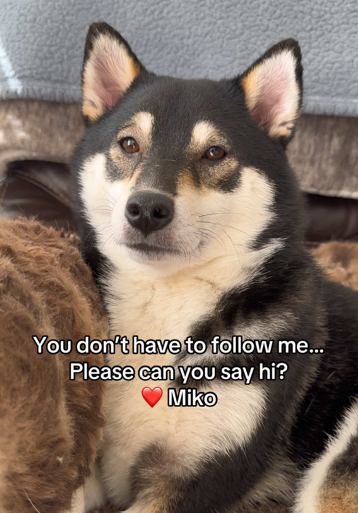 @Flock of Shibas 🐕🐕🐕